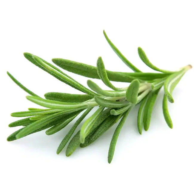 Rosemary Oleoresin Extract : 迷迭香油树脂提取物