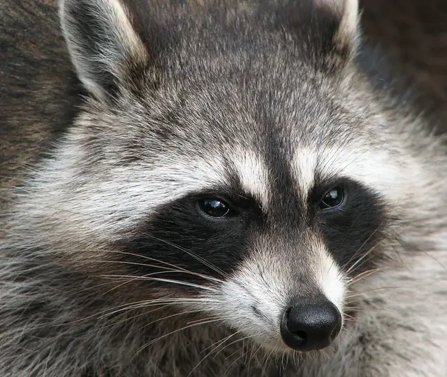 Raccoon Police Department : 浣熊警察局