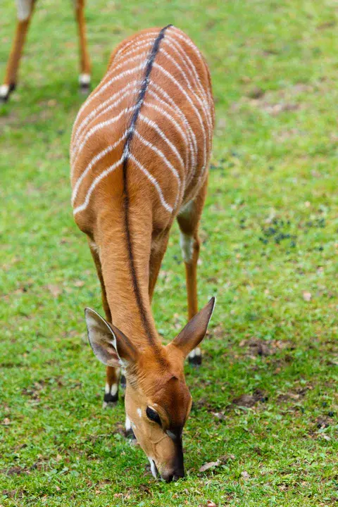 Nyala, Sudan : Nyala，苏丹