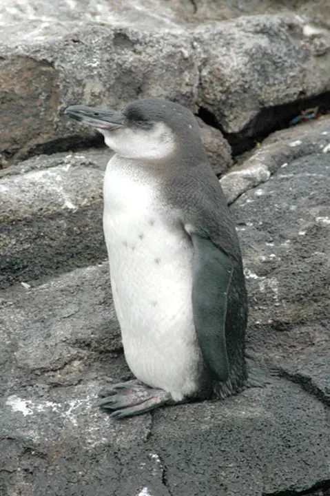 Bug Eyed Penguin : 小眼睛企鹅