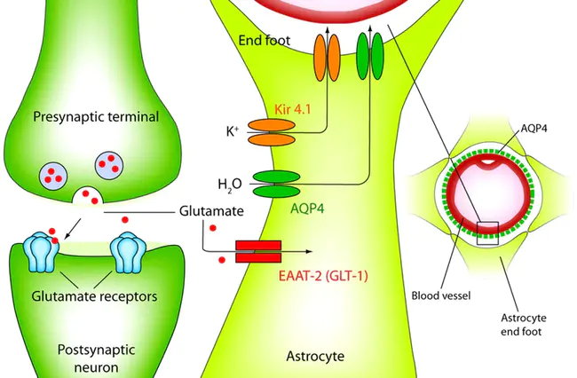 Neural Oxidative Metabolism and Death Study : 神经氧化代谢与死亡研究