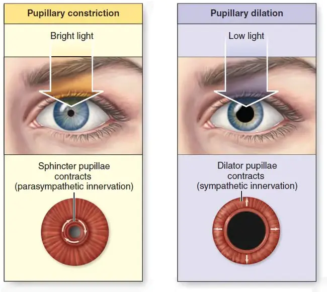 Surgical Eye Expeditions : 外科视力检查