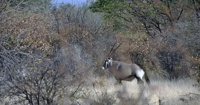 Grootfontein, Namibia : 纳米比亚格罗丰坦