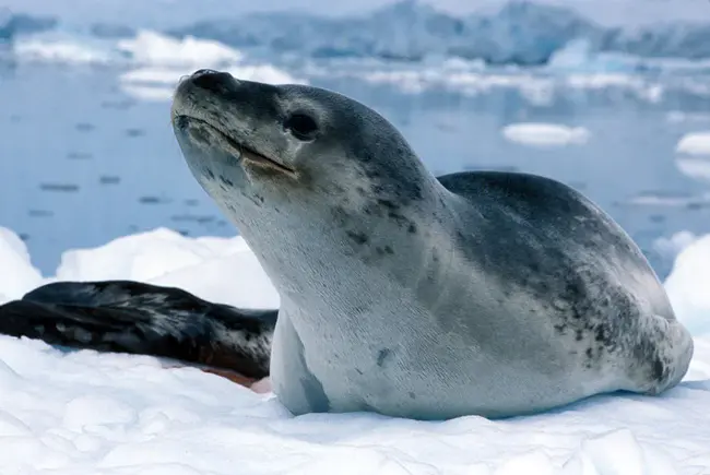 Antarctica Pack Ice Seals : 南极洲冰封