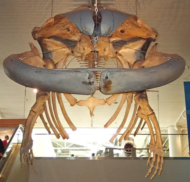 Balaenoptera Physalus (fin-back whale) : 翅目（鳍背鲸）