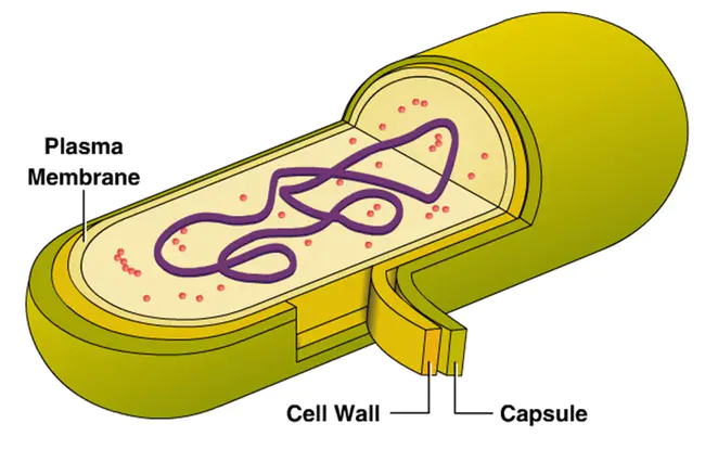 Bacterial Filtration Efficiency : 细菌过滤效率