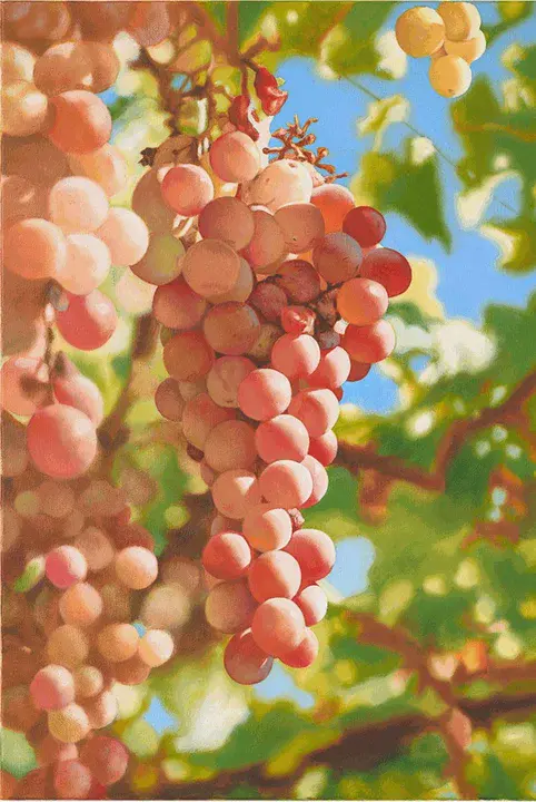 Seedless Grape Vine : 无核葡萄藤