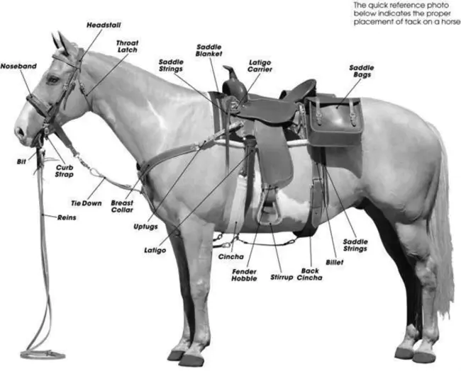 Stolen Horse Information : 失窃的马信息