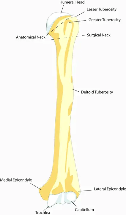 Essential Surgical Skill : 基本外科技术