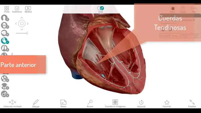 Ventriculo Atrial : 心室-心房