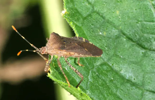 Squash Mosaic Virus : 南瓜花叶病毒