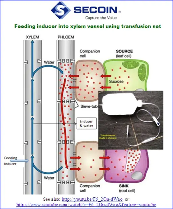 Severe Hazards Of Transfusion : 输血的严重危险