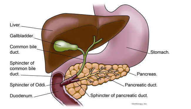 Sphincter : 括约肌