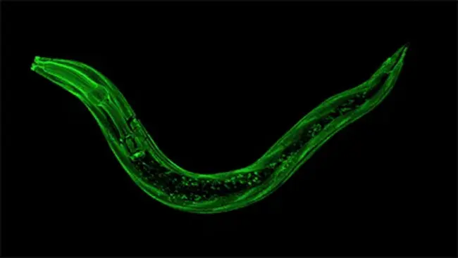 Caenorhabditis Genetics Center : 卡诺哈氏病遗传学中心