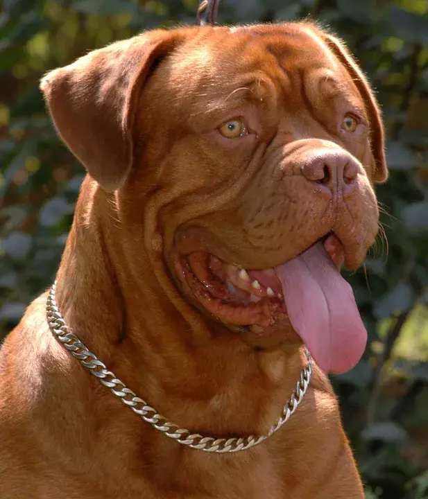 Dogue De Bordeaux : 波尔多多格