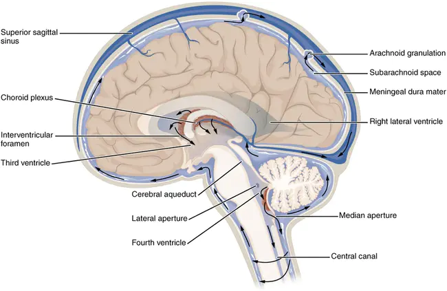 Sub-Ventricular Zone : 室下区