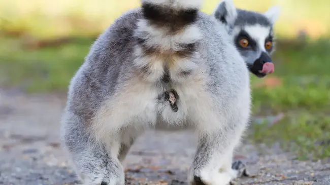 She Who Makes Brewing Obligatory : 使酿造成为义务的人