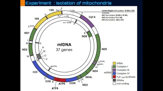 Mitochondria Operated Channel : 线粒体操作通道