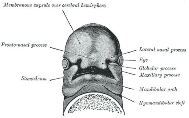 Frontonasal Ectodermal Zone : 额外皮区