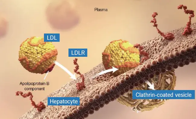 Ldlr Relative : 低密度脂蛋白受体相对