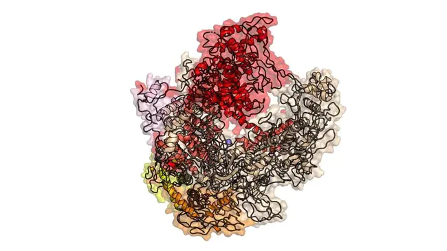 Thermus AQuaticus polymerase : 水生栖热菌聚合酶