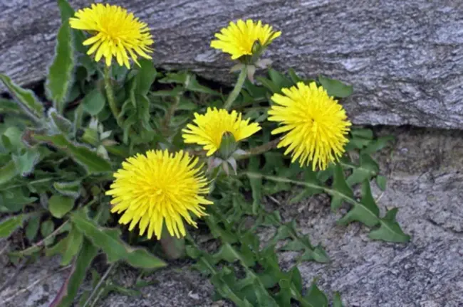 Global Classification : 全球分类