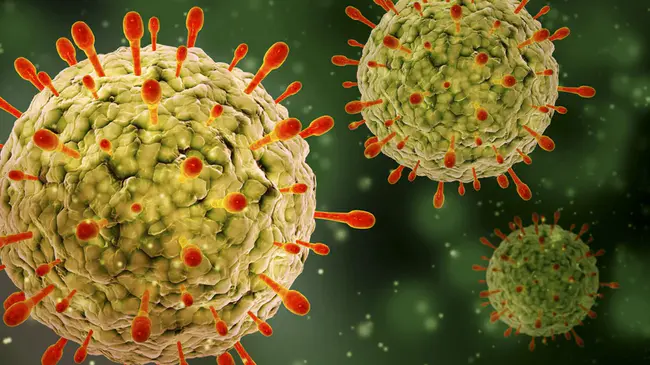 Walleye Epidermal Hyperplasia Virus : 眼表皮增生病毒