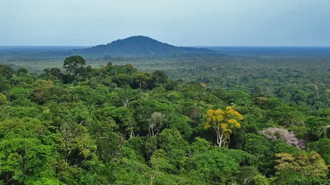 Tropical Forest Foundation : 热带森林基金会