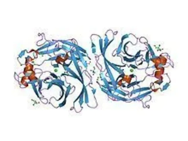 Apyrase Conserved Region : Apyrase保守区