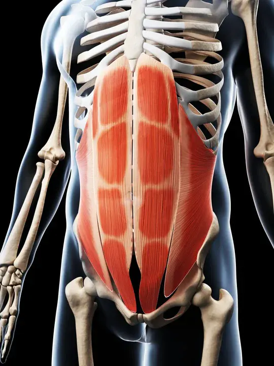 FacioScapuloHumeral Muscular Dystrophy Society : 面部肱骨肌营养不良学会