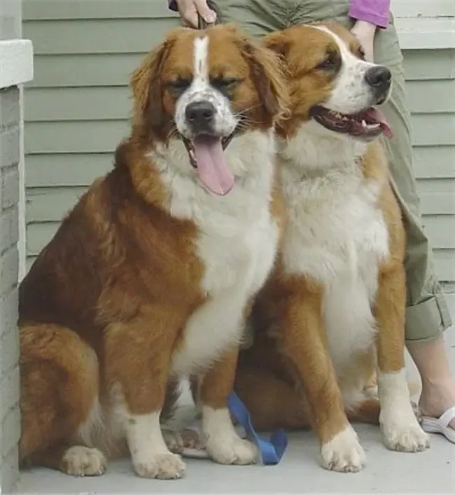 Bernese Mountain Dog : 伯尔尼山狗