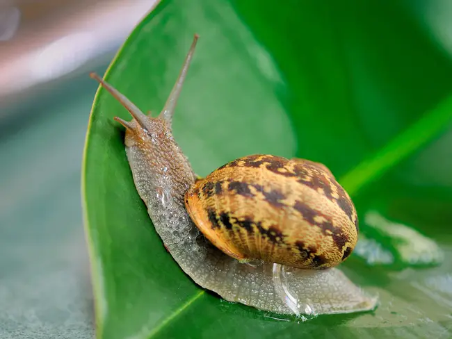 Snail : 蜗牛