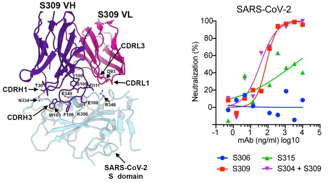 Neutralizing Antibody : 中和抗体