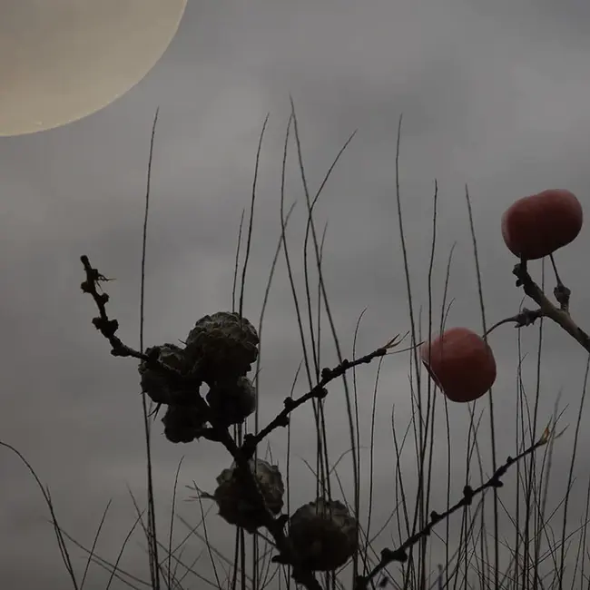 Law Enforcement Foundation, Inc. : 执法基金会