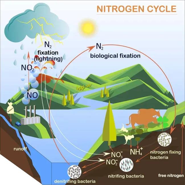 Nitrogen Oxide System : 氮氧化物系统