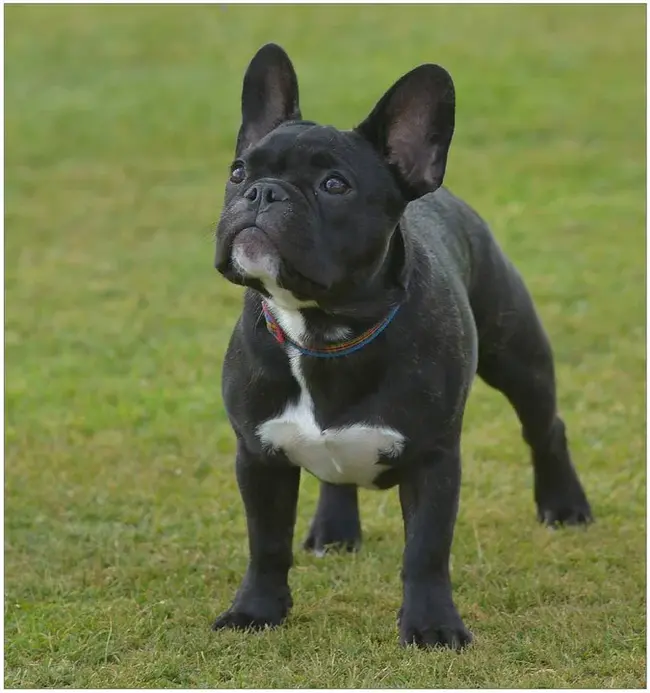 Frenchies Representing Obedience Greatness Syndicate : 代表服从大财团的法国人