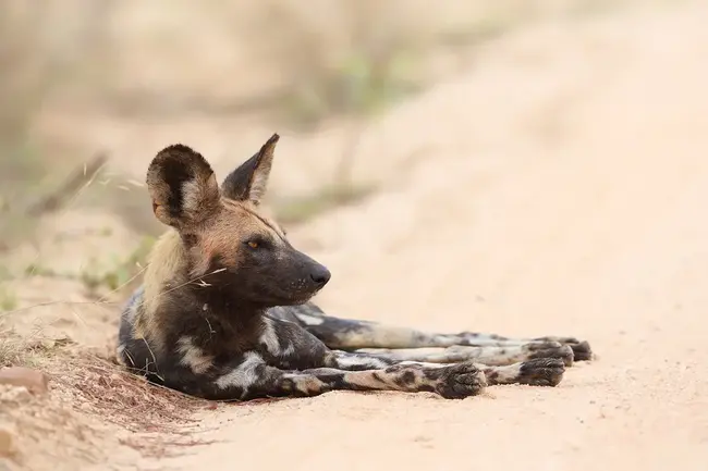 African Wildlife Foundation : 非洲野生动物基金会