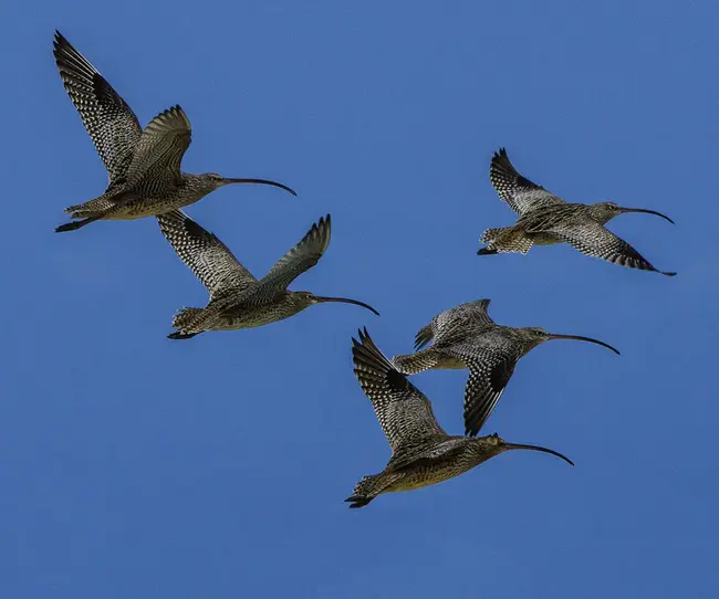 Migratory Bird Center : 候鸟中心