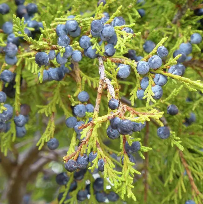 Juniper Parsley : 杜松香芹