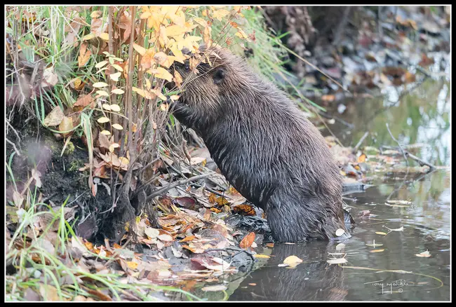 Wildlife Trust Team : 野生动物信托团队