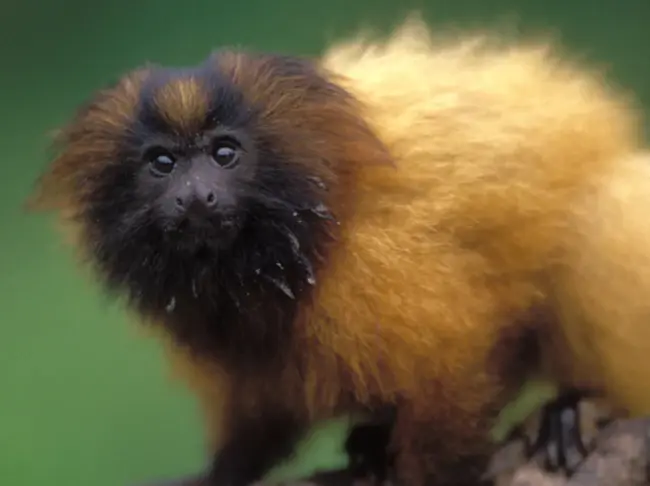 Black Lion Tamarin : 黑狮塔玛林