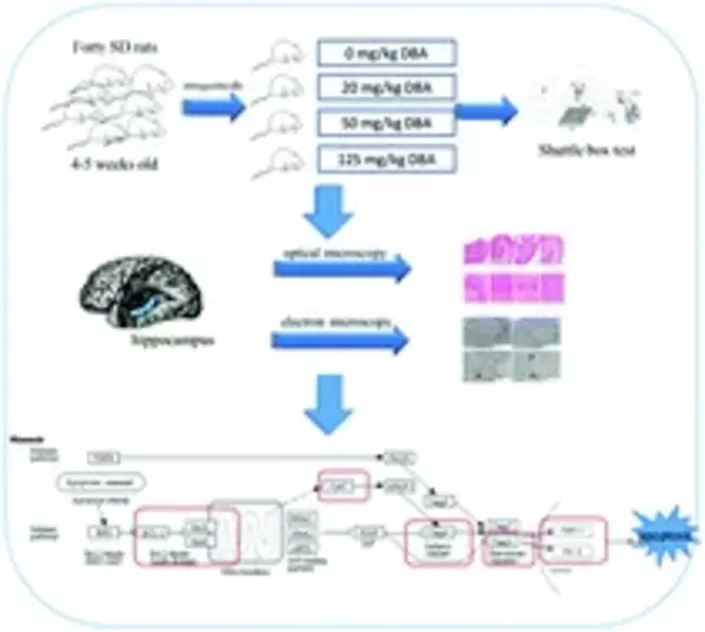 Caspase Activated Deoxyribonuclease : 半胱天冬酶激活脱氧核糖核酸酶