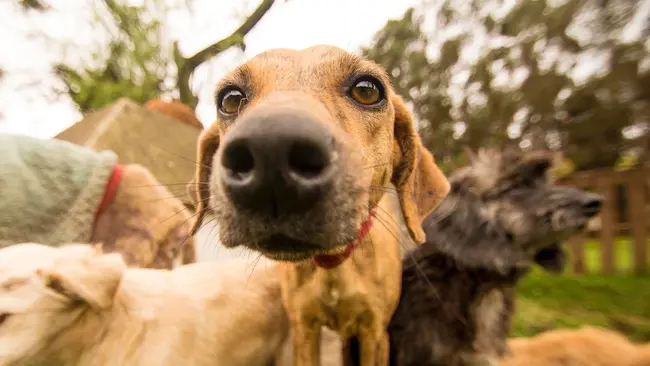 Rescued Dog : 救狗