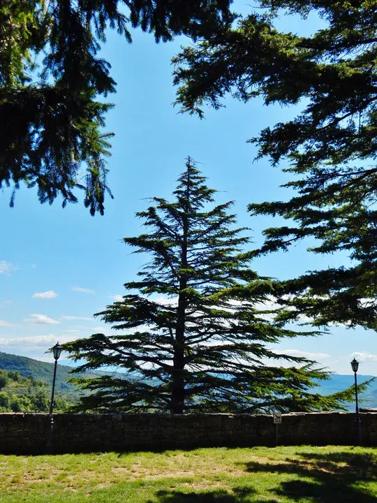 Tree New Mexico : 新墨西哥树