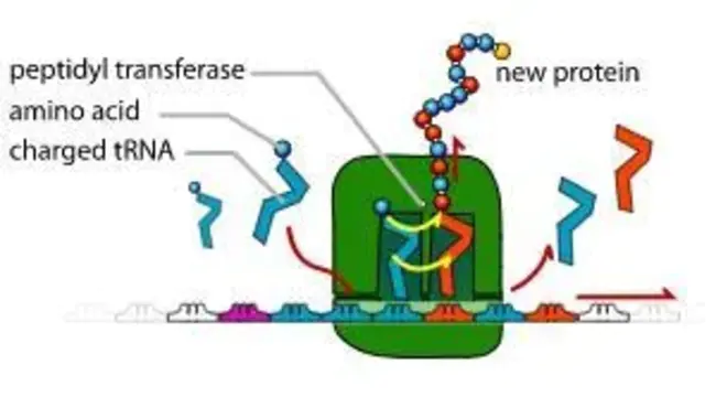 Peptidyl Transferase Ring : 肽基转移酶环