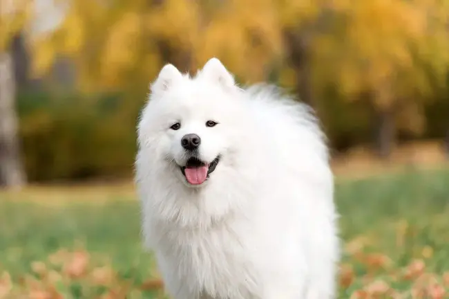 Samoyed Fanciers of Central Florida : 佛罗里达中部的萨摩耶爱好者