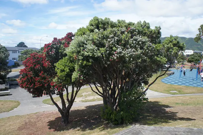 Trees New Zealand : 新西兰树