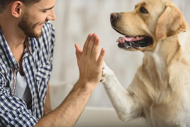 Animal-Assisted Activity : 动物辅助活动