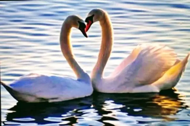 Night Of Warm Hearts : 温暖的心之夜