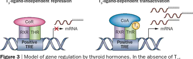 Thyroid Hormone Receptor Resource : 甲状腺激素受体资源